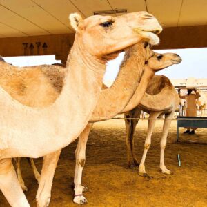 Private-Al Ain Full Day Tour with Lunch & Oasis