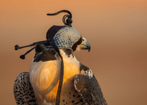 Falcon Hospital Tour with Transportation