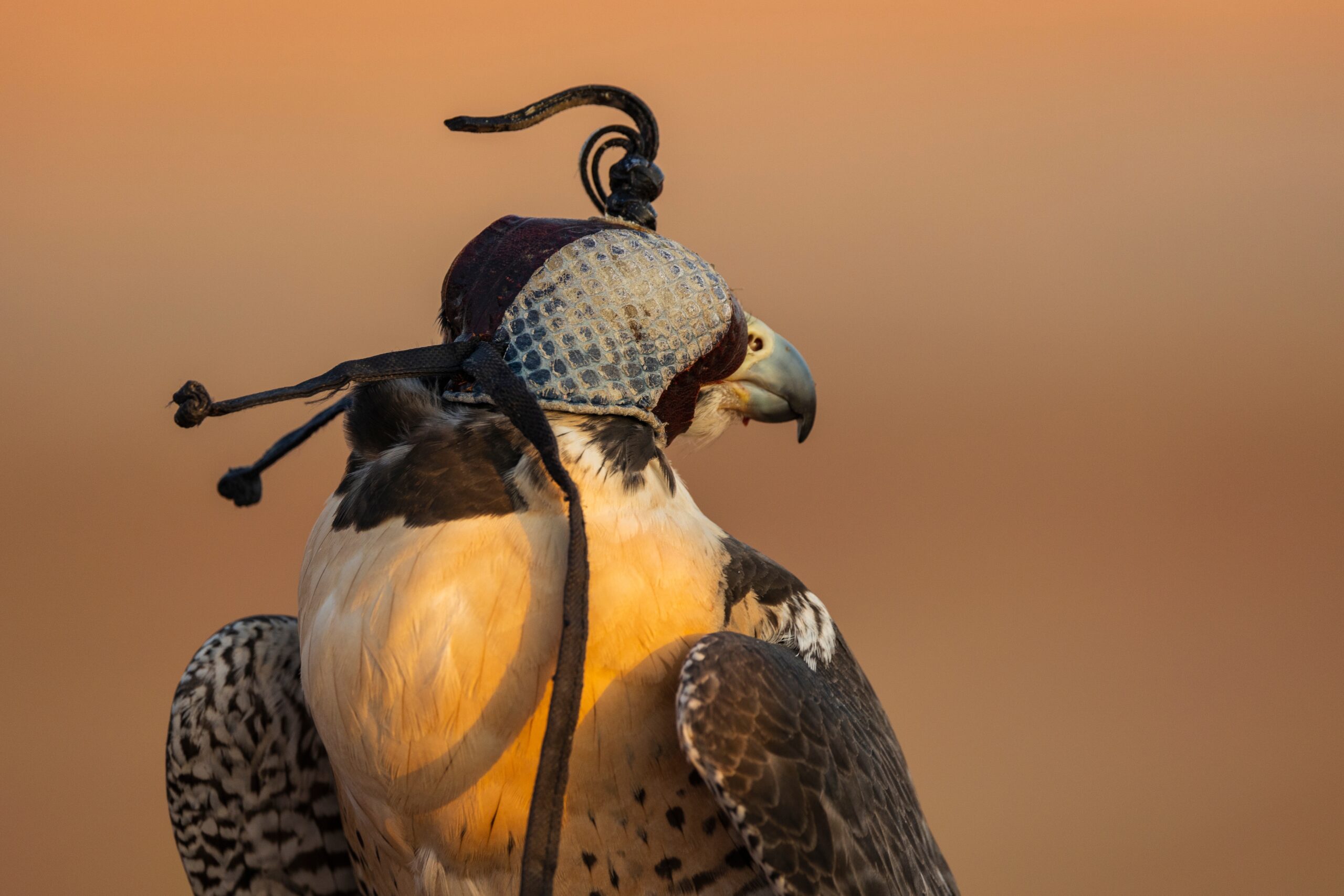 Falcon Hospital Tour with Transportation